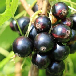 Currant 'Summer Pearls' Collection -Garden Plants Sales 310170 4