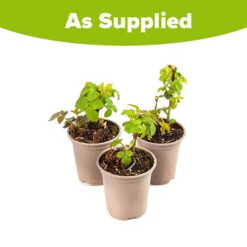 Set Of 3 Trailing Blackberry 'Black Cascade' 7 Set Of 3 Trailing Blackberry 'Black Cascade' -Garden Plants Sales 310180 2