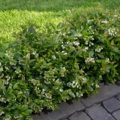 Blueberry BerryBux -Garden Plants Sales 310186 2