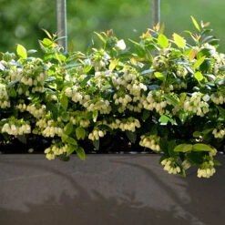 Blueberry BerryBux -Garden Plants Sales 310186 3