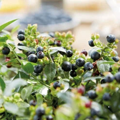 Blueberry BerryBux -Garden Plants Sales 310186 5