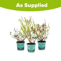 Blueberry BerryBux -Garden Plants Sales 310186 6