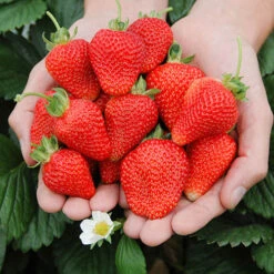 Strawberry 'Cambridge Favourite' -Garden Plants Sales 320003 2