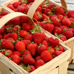 Strawberry 'Cambridge Favourite' -Garden Plants Sales 320003 3