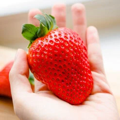 Strawberry 'Sweet Colossus' 7 Strawberry 'Sweet Colossus' -Garden Plants Sales 320074 2