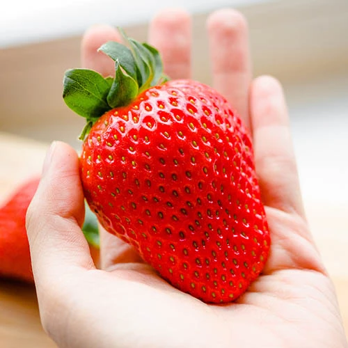 Strawberry 'Sweet Colossus' 5 Strawberry 'Sweet Colossus' - Image 3