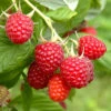 Raspberry Long-Cane -Garden Plants Sales 330002