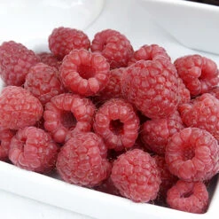 Raspberry Long-Cane -Garden Plants Sales 330002 2