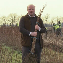 Raspberry Long-Cane -Garden Plants Sales 330002 3