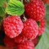 Patio Raspberry 'Sweet Sunshine' -Garden Plants Sales 330052