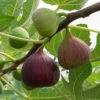 Hardy Fig 'Brown Turkey' -Garden Plants Sales 340029