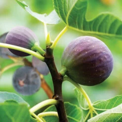 Hardy Fig 'Brown Turkey' -Garden Plants Sales 340029 2