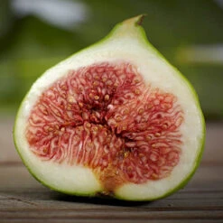 Hardy Fig 'Brown Turkey' -Garden Plants Sales 340029 3