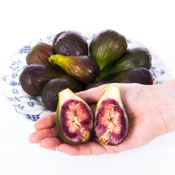 Hardy Fig 'Brown Turkey' -Garden Plants Sales 340029 5