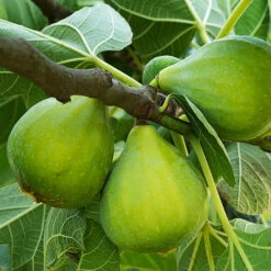 Hardy Fig 'Brown Turkey' -Garden Plants Sales 340029 6