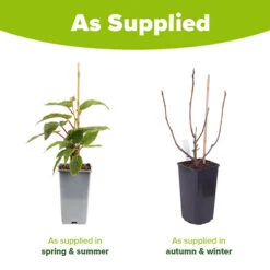 Hardy Fig 'Brown Turkey' -Garden Plants Sales 340029 7