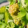 White Grape Vine -Garden Plants Sales 340034
