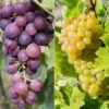 Pair Of Grape Vines 1 Pair Of Grape Vines -Garden Plants Sales 340039