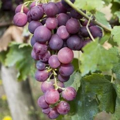 Pair Of Grape Vines -Garden Plants Sales 340039 1