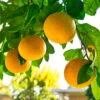 Grapefruit Citrus -Garden Plants Sales 340044
