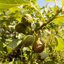 Fig 'Brown Turkey' Standard -Garden Plants Sales 340057 4