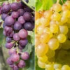 Pair Of Table Grape Vines -Garden Plants Sales 340070