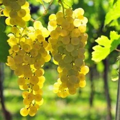 Pair Of Table Grape Vines 13 Pair Of Table Grape Vines -Garden Plants Sales 340070 2