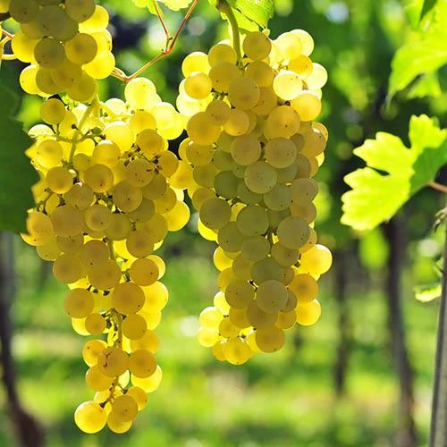 Pair Of Table Grape Vines 5 Pair Of Table Grape Vines - Image 3