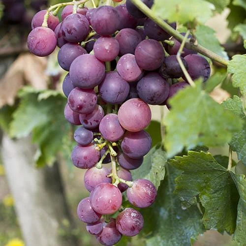 Pair Of Table Grape Vines 6 Pair Of Table Grape Vines - Image 4