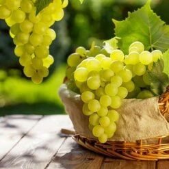 Pair Of Table Grape Vines 17 Pair Of Table Grape Vines -Garden Plants Sales 340070 6