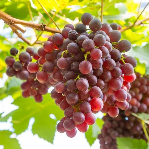 Pair Of Table Grape Vines 10 Pair Of Table Grape Vines - Image 8