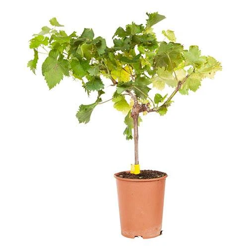 Pair Of Table Grape Vines 11 Pair Of Table Grape Vines - Image 9