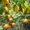Orange And Lemon Tree Collection 2 Orange And Lemon Tree Collection -Garden Plants Sales 340073