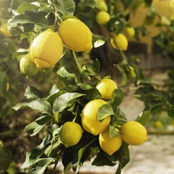 Garden Plants Sales -Garden Plants Sales 340073 1