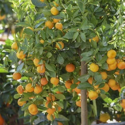 Orange And Lemon Tree Collection -Garden Plants Sales 340073 2