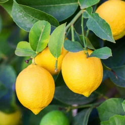 Orange And Lemon Tree Collection -Garden Plants Sales 340073 3