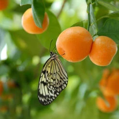 Orange And Lemon Tree Collection -Garden Plants Sales 340073 4