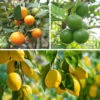 Citrus Grove Collection, Orange, Lemon And Lime 1 Citrus Grove Collection, Orange, Lemon And Lime -Garden Plants Sales 340081