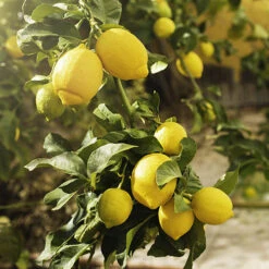 Citrus Grove Collection, Orange, Lemon And Lime -Garden Plants Sales 340081 5