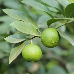 Citrus Grove Collection, Orange, Lemon And Lime -Garden Plants Sales 340081 6