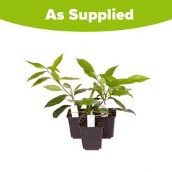 Citrus Grove Collection, Orange, Lemon And Lime -Garden Plants Sales 340081 7