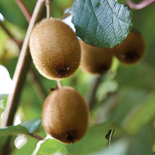 Actinidia Deliciosa - Kiwi Fruit 'Jenny' 3 Actinidia Deliciosa - Kiwi Fruit 'Jenny'