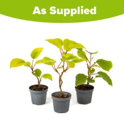 Actinidia Deliciosa - Kiwi Fruit 'Jenny' 11 Actinidia Deliciosa - Kiwi Fruit 'Jenny' -Garden Plants Sales 340098 4