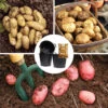 Complete Patio Potato Growing Kit 2 Complete Patio Potato Growing Kit -Garden Plants Sales 350007