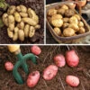 Patio Potato Pack 2 Patio Potato Pack -Garden Plants Sales 350067
