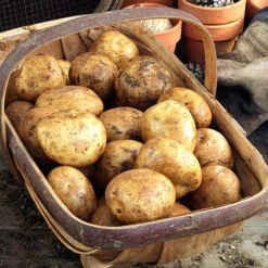 Patio Potato Pack -Garden Plants Sales 350067 3