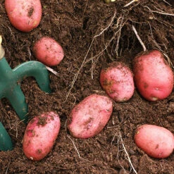 Patio Potato Pack -Garden Plants Sales 350067 4