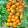 Cherry Tomato 'Sungold SuperSweet' -Garden Plants Sales 370043