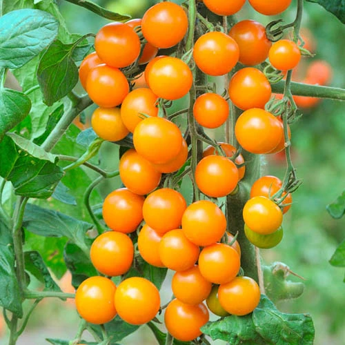 Cherry Tomato 'Sungold SuperSweet' 3 Cherry Tomato 'Sungold SuperSweet'