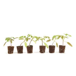 Cherry Tomato 'Sungold SuperSweet' 13 Cherry Tomato 'Sungold SuperSweet' -Garden Plants Sales 370043 4